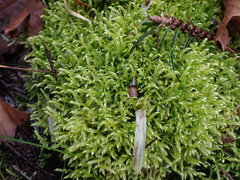 Brachythecium frigidum