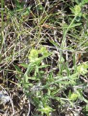 Sideritis tragoriganum
