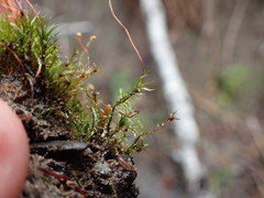 Pohlia longibracteata