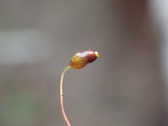 Pohlia longibracteata