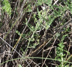 Thesium divaricatum