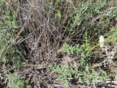 Thesium divaricatum