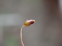 Pohlia longibracteata