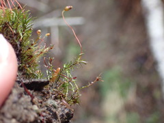 Pohlia longibracteata