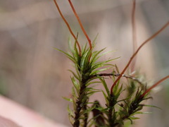 Pohlia longibracteata