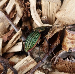 Carabus nitens