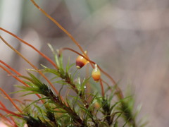 Pohlia longibracteata