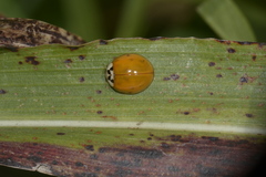 Harmonia axyridis