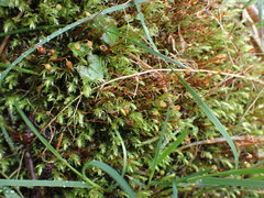 Pohlia longibracteata