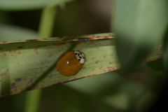 Harmonia axyridis