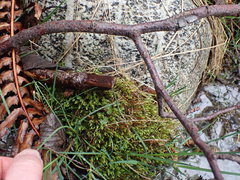 Pohlia longibracteata