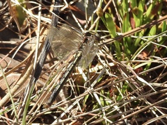 Phanogomphus hodgesi