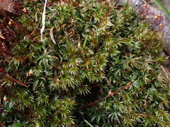 Pohlia longibracteata