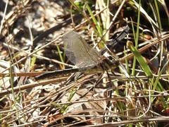 Phanogomphus hodgesi
