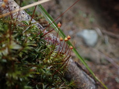 Pohlia longibracteata