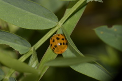 Harmonia axyridis