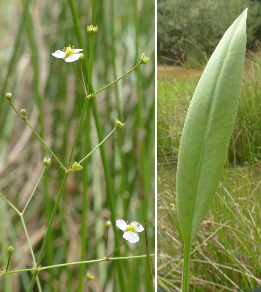 Alisma lanceolatum
