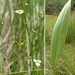 Lance-leaved Water-Plantain - Photo (c) Julien Bottinelli, some rights reserved (CC BY-NC), uploaded by Julien Bottinelli