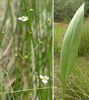 Lance-leaved Water-Plantain - Photo (c) Julien Bottinelli, some rights reserved (CC BY-NC), uploaded by Julien Bottinelli