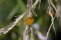 Harmonia axyridis