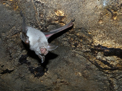 Commerson's Leaf-Nosed Bat photo 2