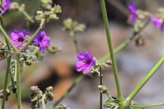 Mirabilis ovata