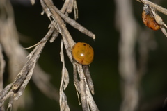 Harmonia axyridis