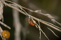 Harmonia axyridis