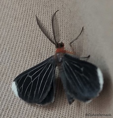 Melanchroia chephise