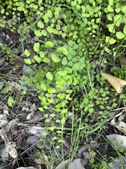 Adiantum jordanii image