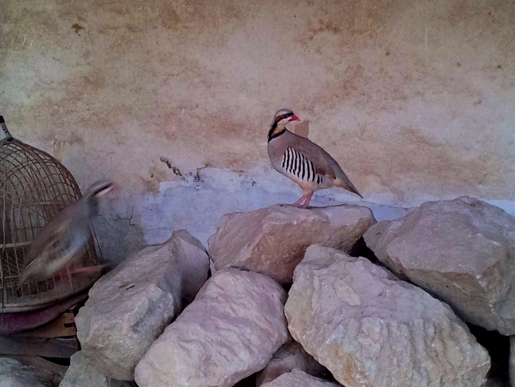 Chukar