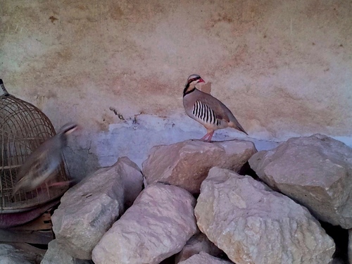 Chukar