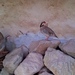 Alectoris chukar falki - Photo (c) Nasser Halaweh, some rights reserved (CC BY), uploaded by Nasser Halaweh