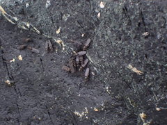 Oedoparena