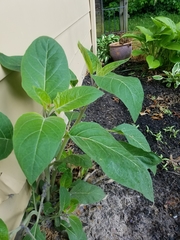Datura wrightii