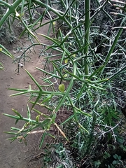 Colletia hystrix