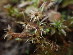 Pohlia longibracteata