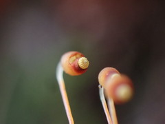 Pohlia longibracteata