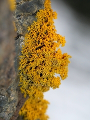 Polycauliona coralloides