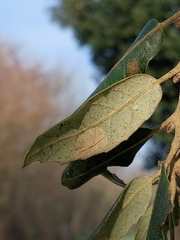 Phyllonorycter messaniella