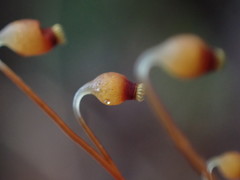 Pohlia longibracteata