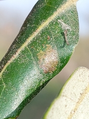 Phyllonorycter messaniella