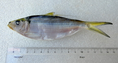 Opisthonema oglinum