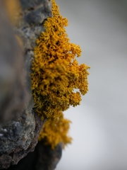 Polycauliona coralloides