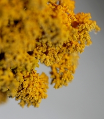 Polycauliona coralloides