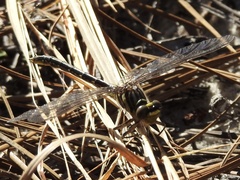 Phanogomphus hodgesi