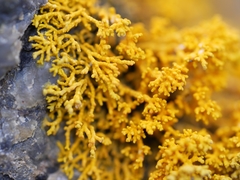 Polycauliona coralloides