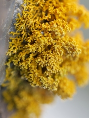 Polycauliona coralloides