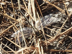 Phanogomphus hodgesi