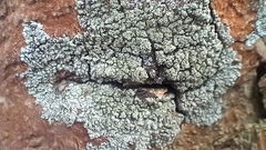 Hyperphyscia adglutinata